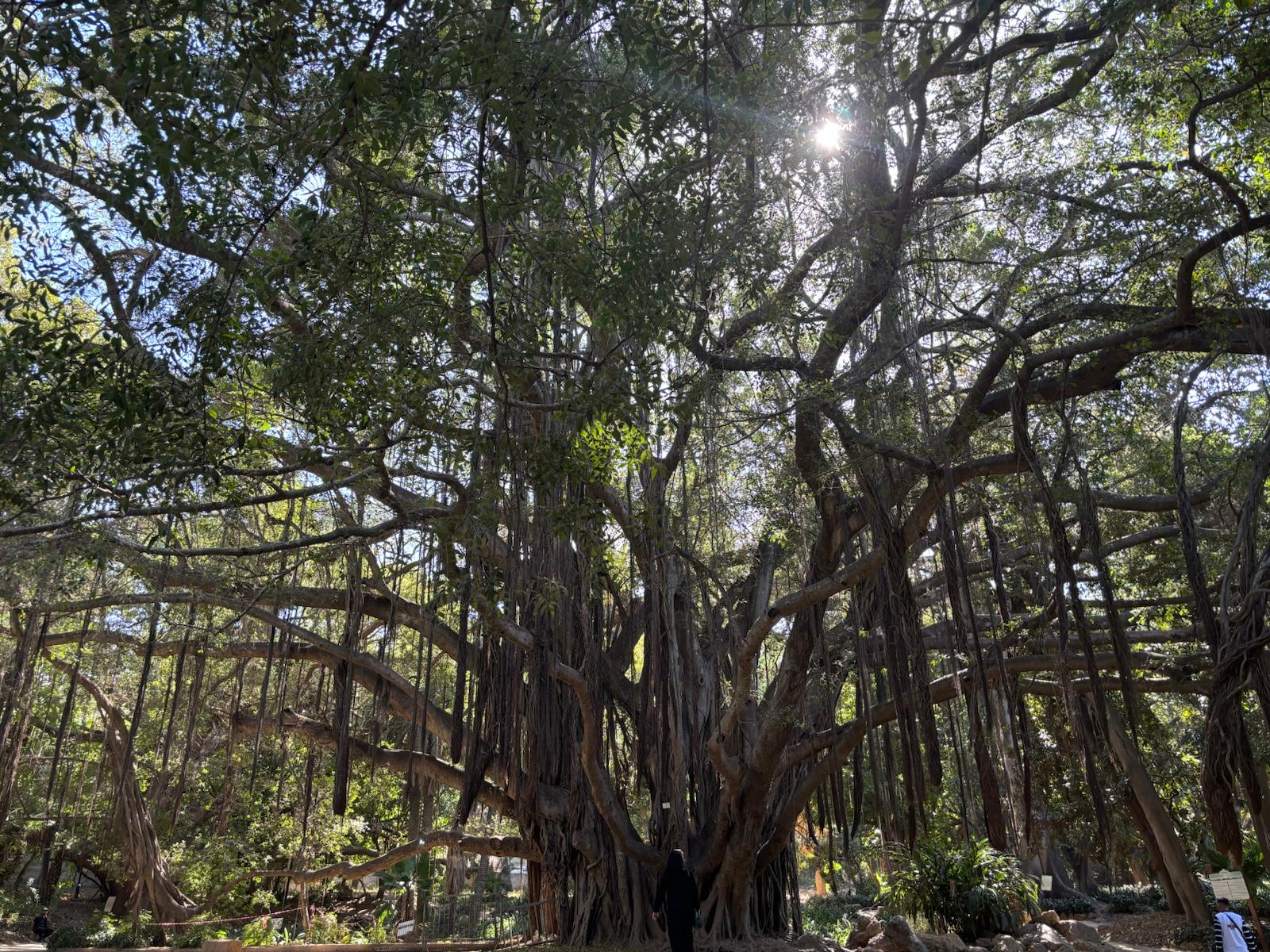 Le grand Ficus retusa associé au tournage de Tarzan au Jardin d’Essai